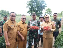 Wabub Banyuasin Tinjau Lahan Pertanian Cabai ,Dukung Ketahanan Pangan Daerah