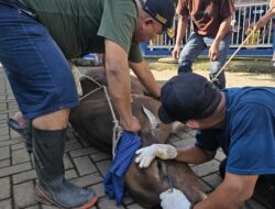 Masjid Ar-Rahmah Duta Mekar Asri Cileungsi Potong 10 Sapi dan 23 Kambing saat Idul Adha 1447 H