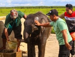 Jaga Gajah Sumatera, Kilang Plaju Rawat Warisan Alam Sumsel