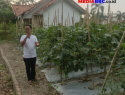 Bisa Dirontai ASN Lain! Begini Jurus Fran Desta Garap Lahan Melon & Cabai Tanpa Ganggu Kerja
